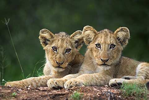 Lion cubs, Panthera leo, in Kruger National Park Mpumalanga, South Africa