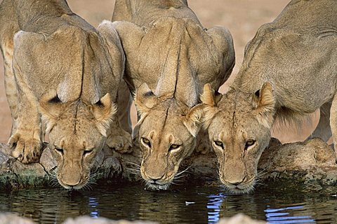 Lions drinking, Panthera leo, Kgalagadi Transfrontier Park, South Africa, Africa