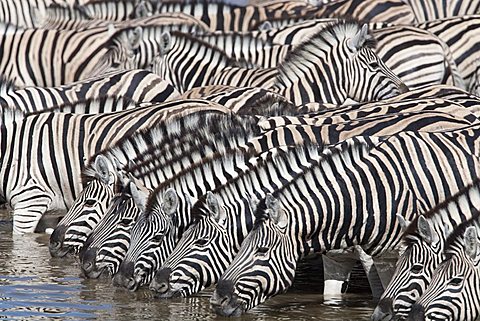 Burchell's (plains) zebra (Equus burchelli), at waterhole, Etosha National Park, Namibia, Africa