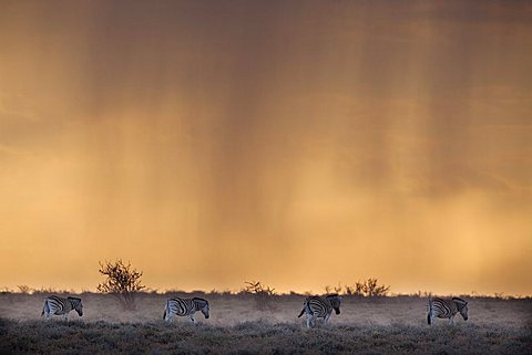 Plains zebra (Equus burchelli), at stormy sunset, Etosha National Park, Namibia, Africa