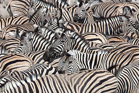 Plains zebra (Equus burchelli), crowd at waterhole, Etosha National Park, Namibia, Africa