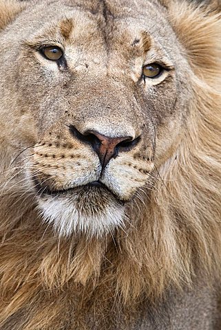 Male lion, Panthera leo, Addo National Park, Eastern Cape, South Africa