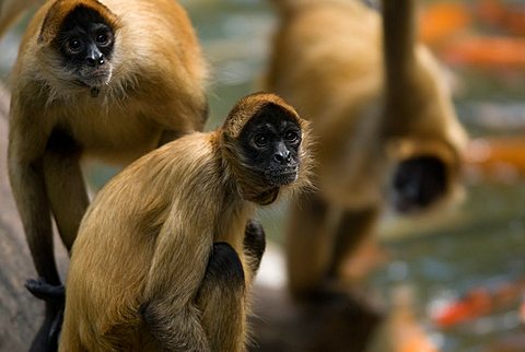 Geoffreys spider monkeys with koi at Omahas Henry Doorly Zoo, Omaha, Nebraska, United States of America