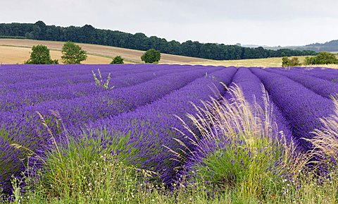 Lavender field the Cotswolds in full flower, Snowshill, Gloucestershire, England, United Kingdom, Europe