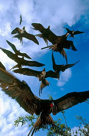 Magnificent Frigate Birds (Fregata magnificens), Santa Cruz Island, Galapagos, Ecuador