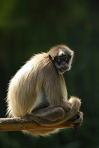 Geoffroy's Spider Monkey or Black-handed Spider Monkey (Ateles geoffroyi)