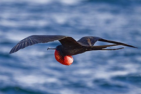 Adult male great frigate bird (Fregata minor) with inflated gular on North Seymour Island in the Galapagos Island Group, Ecuador. Pacific Ocean. This frigate bird is a kleptoparasite - it steals food from other birds (often of the same species) on the wing