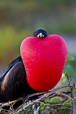 Male Great frigatebird (Fregata minor) in breeding plumage (note the red gular pouch) on Genovesa (Tower) Island,  in the Galapagos Island Archipelago, Ecuador. MORE INFO The great frigatebird is one of 5 closely related frigatebirds in the genera Fregata