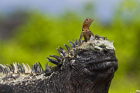 Lava lizard (Microlophus spp,) on top of marine iguana (Amblyrhynchus cristatus), Las Bachas, Santa Cruz Island, Galapagos Islands, Ecuador, South America