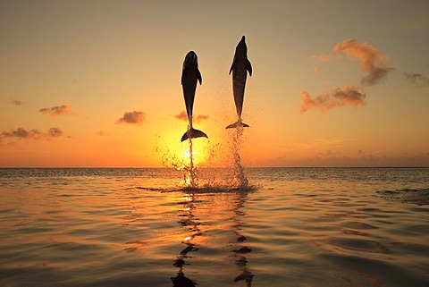 Roatan, Bay Islands, Honduras; Bottlenose Dolphins (Tursiops Truncatus) Jumping In The Caribbean Sea At Sunset