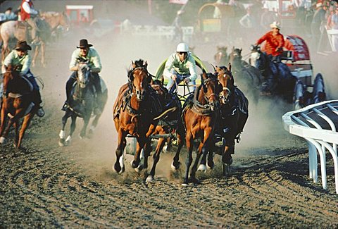 Chuck Wagon Race, Calgary Stampede, Alberta, Canada