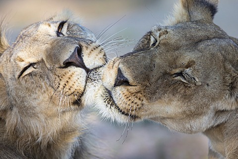 Lions (Panthera leo) grooming, Kgalagadi Transfrontier Park, South Africa, January 2014