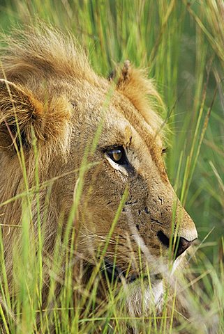 Male lion, Panthera leo, in the grass, Kruger National Park, South Africa, Africa