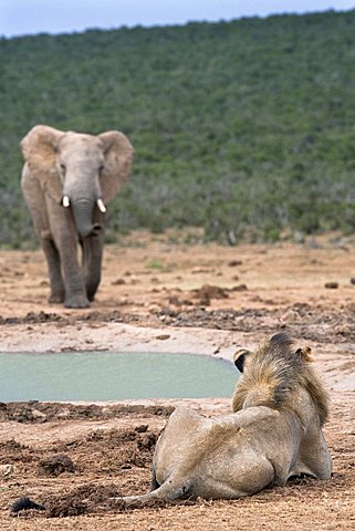 Male lion, Panthera leo, Addo National Park, Eastern Cape, South Africa