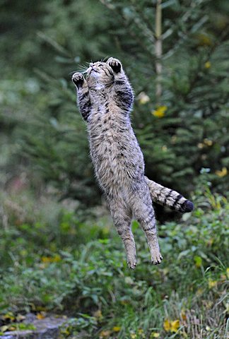 Wild Cat (Felis silvestris) jumping