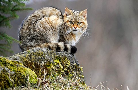 Wildcat (Felis silvestris)