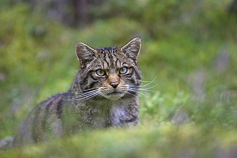 European Wild Cat (Felis silvestris), adult, close-up of head, in pine forest, Highlands, Scotland, United Kingdom, Europe