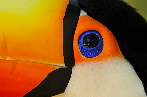 Toco toucan (ramphastos toco) close,up of head showing colours and blue eyering, captive, brazil.