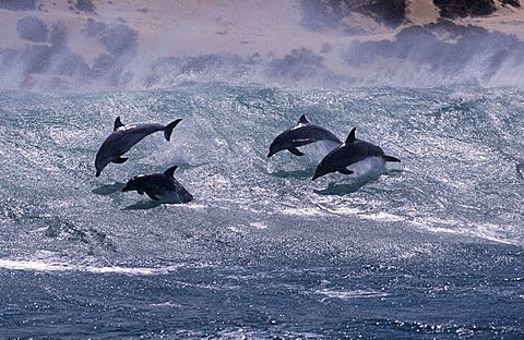 Bottlenose dolphin (Tursiops truncatus). Group surfing. South Africa.