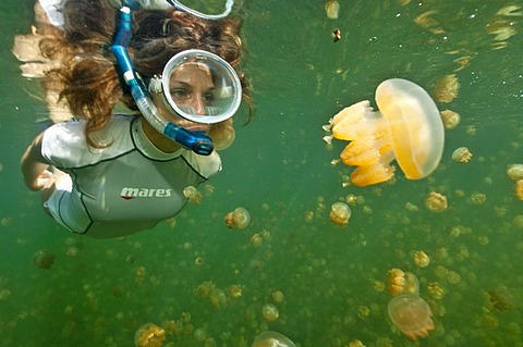 Snorkeler in Jellyfish Lake, Palau, , Micronesia / (Mastigias papua)