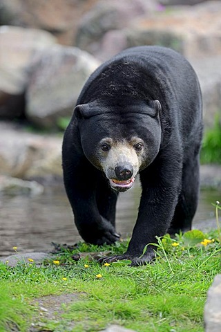 Malayan Sun Bear / (Ursus malayanus, Helarctos malayanus) / Malaysian Sun Bear