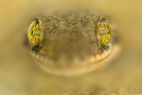 Gecko face in close up, Barro Colorado Island, Panama