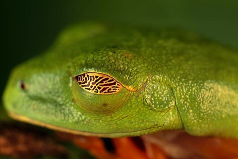 Red-eyed treefrog sleeping, Agalychnis callidryas, Barro Colorado Island, Panama