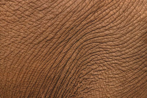 Elephant skin, Loxodonta africana, Botswana