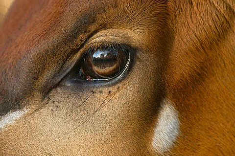 Bongo eye, Tragelaphus eurycerus, White Oak Conservation Center, Florida