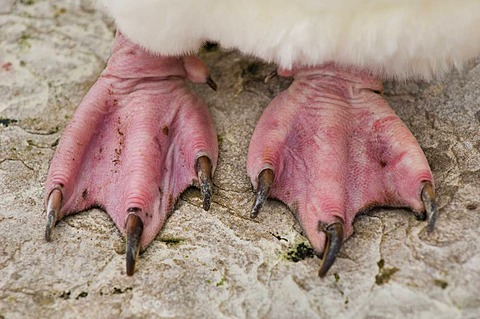 Rockhopper penguin feet, Eudyptes chrysocome, Saunders Island, Falkland Islands