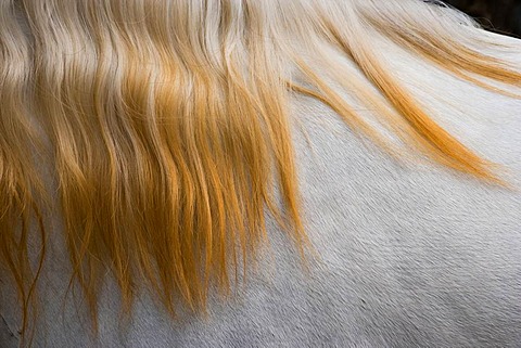 Lusitano horse, Bahia, Brazil