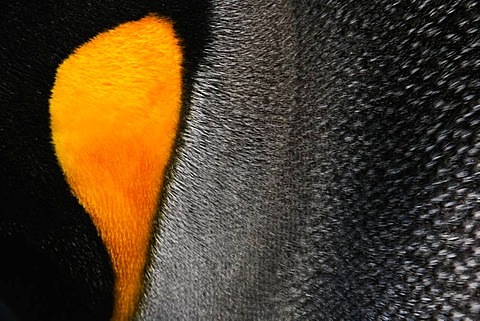 Close-up of a king penguin cheek, at a colony on South Georgia Island in the Falkland islands.