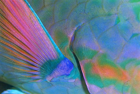 Close up detail of a Parrotfish fin, Scarus sp, Thailand