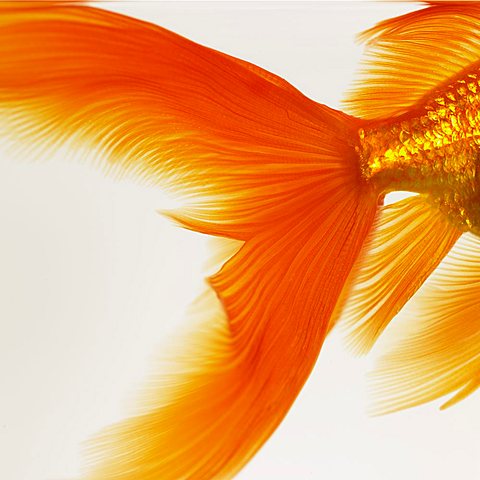 Close-up of a goldfish tail