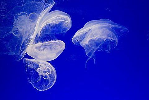 Jellyfish, Aquarium, Oceanographic Institute, Monaco-Veille, Monaco, Europe