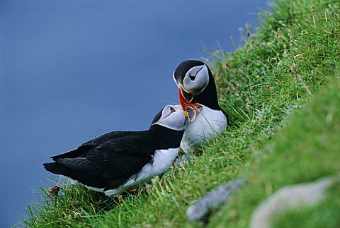 Puffin pair (Fratercula artica) billing, Shetland Islands, Scotland, UK, Europe