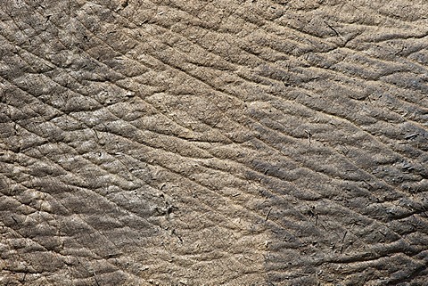 Elephant (Loxodonta africana) skin, Addo Elephant National Park, South Africa, February 2014