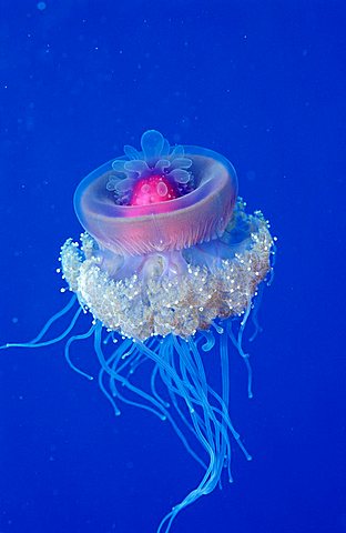 Crown jellyfish, Netrostoma setouchina, Egypt, Red Sea, Hurghada