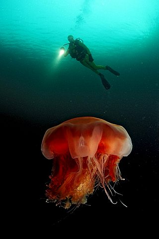 jellyfish and scuba diver, Aurelia aurita, Norway, Atlantic ocean, north atlantic ocean