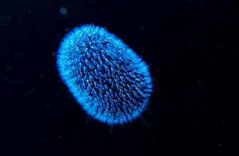 Drifting Jellyfish, Ctenphora, Indonesia, Wakatobi Dive Resort, Sulawesi, Indian Ocean, Bandasea