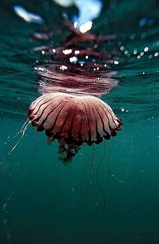 Compass Jellyfish, Chrysaora hysocella, South Africa, Port Elizabeth, Ibhayi, Madiba Bay, Indian Ocean