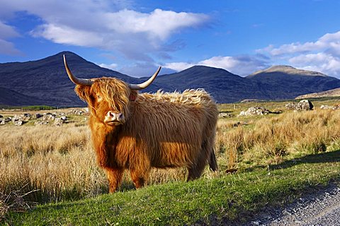 Highland cattle, Isle of Mull, Inner Hebrides, Scotland, United Kingdom, Europe