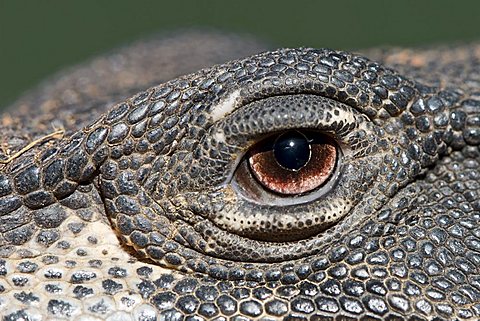 Close up of the eye of a Lace Monitor, Cape York Peninsula, Queensland, Australia