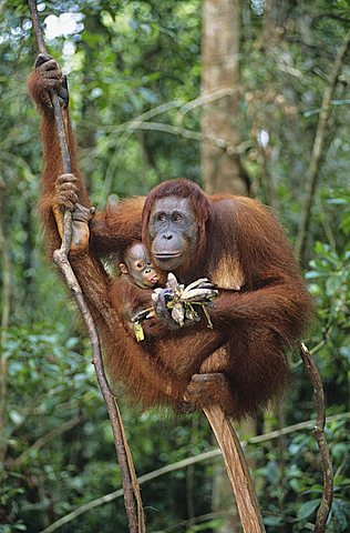 Orangutan Mother and Baby Eating