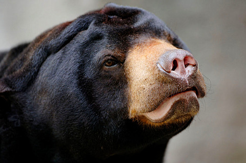 Malayan sun bear portrait (Helarctos malayanus) captive