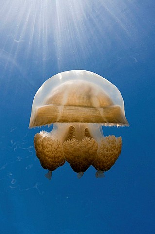 Mastigias Jellyfish, Mastigias papua etpisonii, Jellyfish Lake, Micronesia, Palau