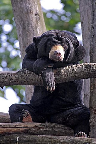 Sun Bear (Helarctos malayanus), adult in tree, native to Asia