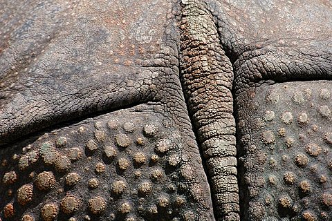 backside of a Greater Indian Rhinoceros (Rhinoceros unicornis), close-up