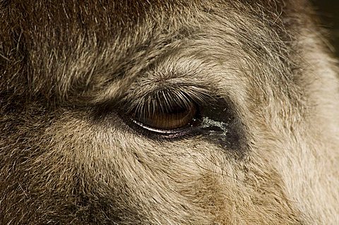 Portrait of a miniature donkey, Netherlands, Europe