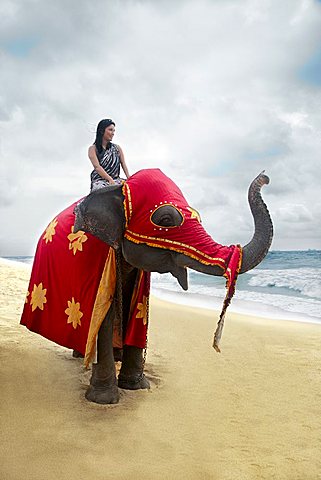 Sri Lankan woman sitting on an Asian elephant in festival attire on beach, Sri Lanka, Indian Ocean, Asia